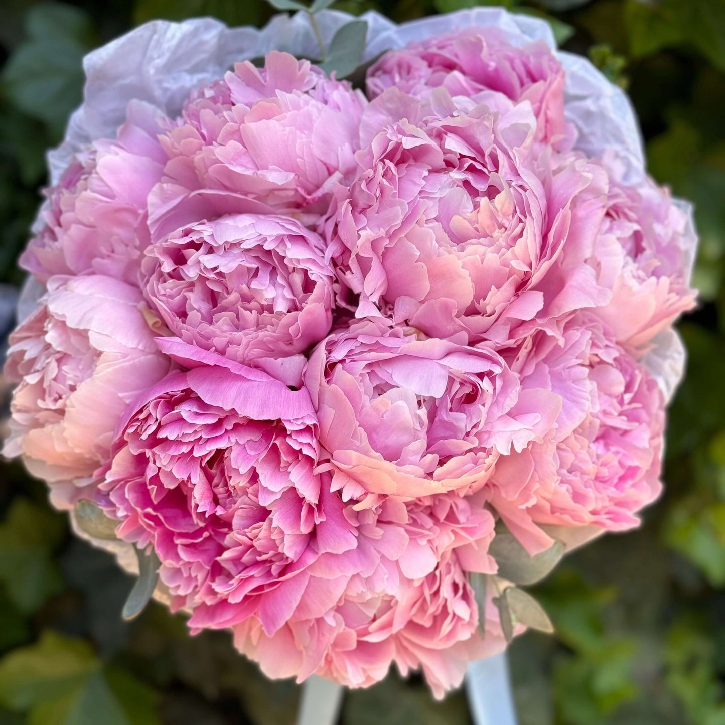 Floraria Desiree Buchet_bujori Buchet 11 bujori Sarah