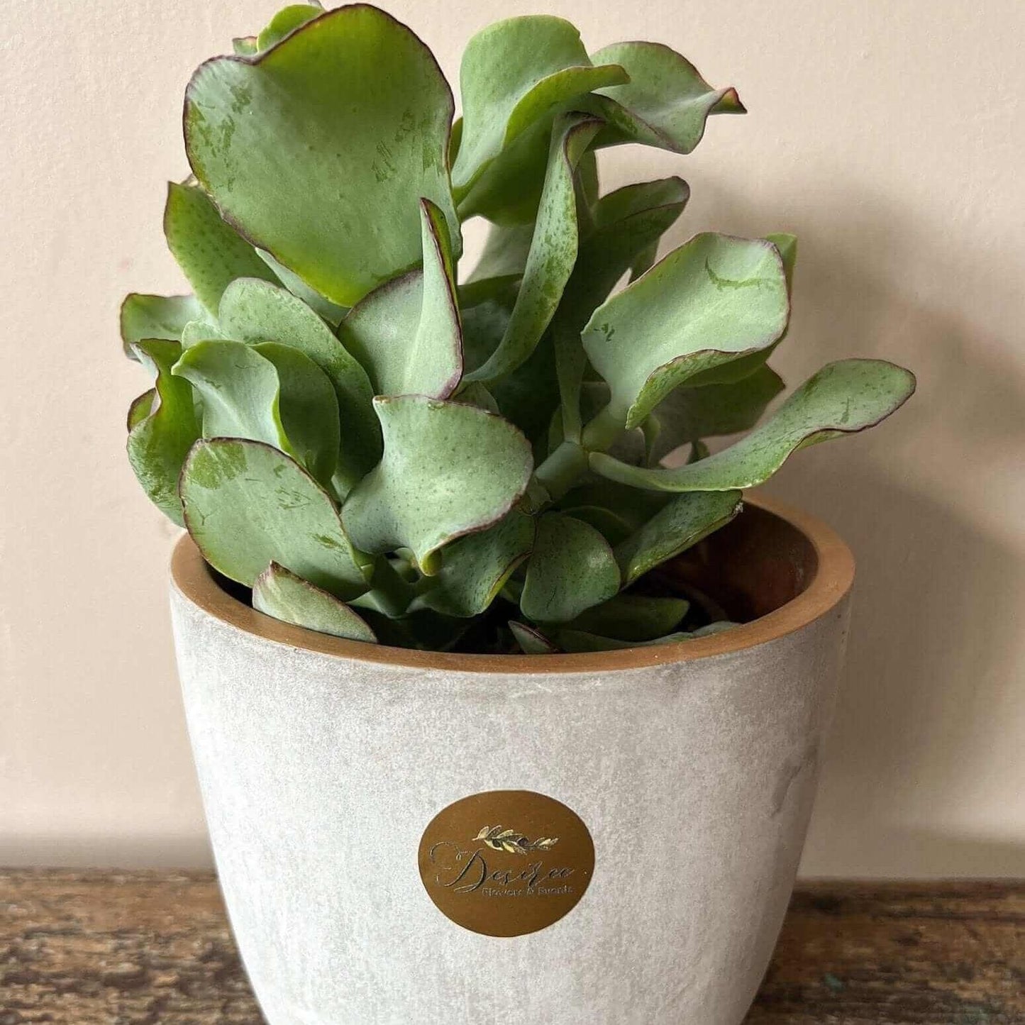 Desiree FlowerShop Flori_ghiveci Planta in ghiveci- planta banilor