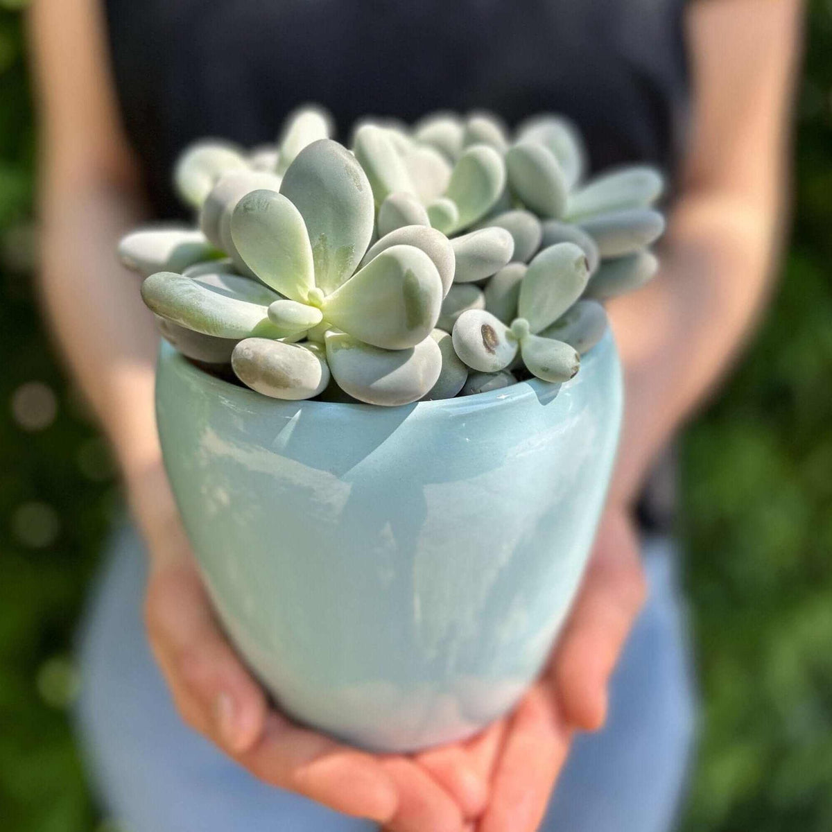 Planta suculenta PACHYPHYTUM OVIFERUM — planta în ghiveci bleu