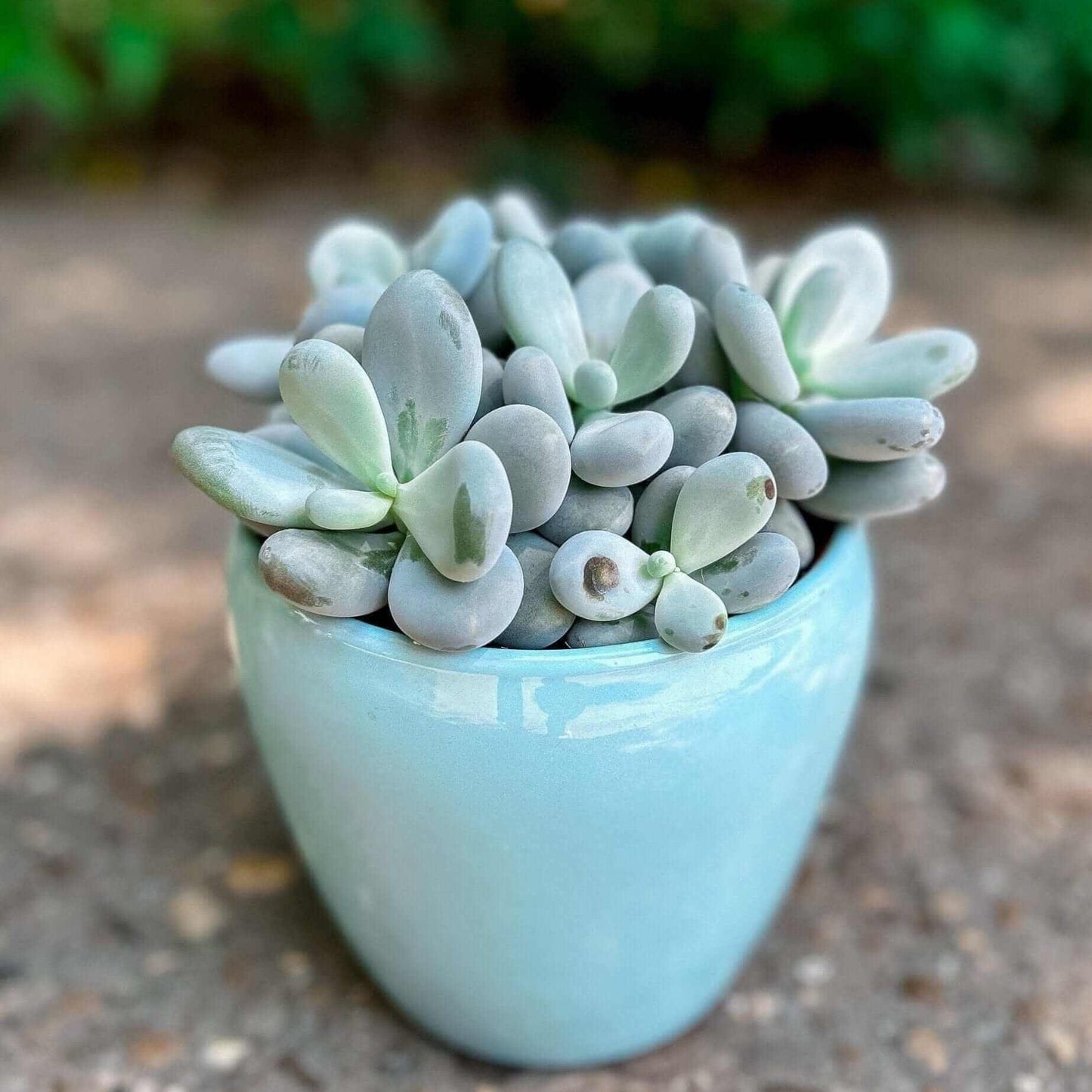 Desiree FlowerShop Home & Garden Planta suculenta PACHYPHYTUM OVIFERUM