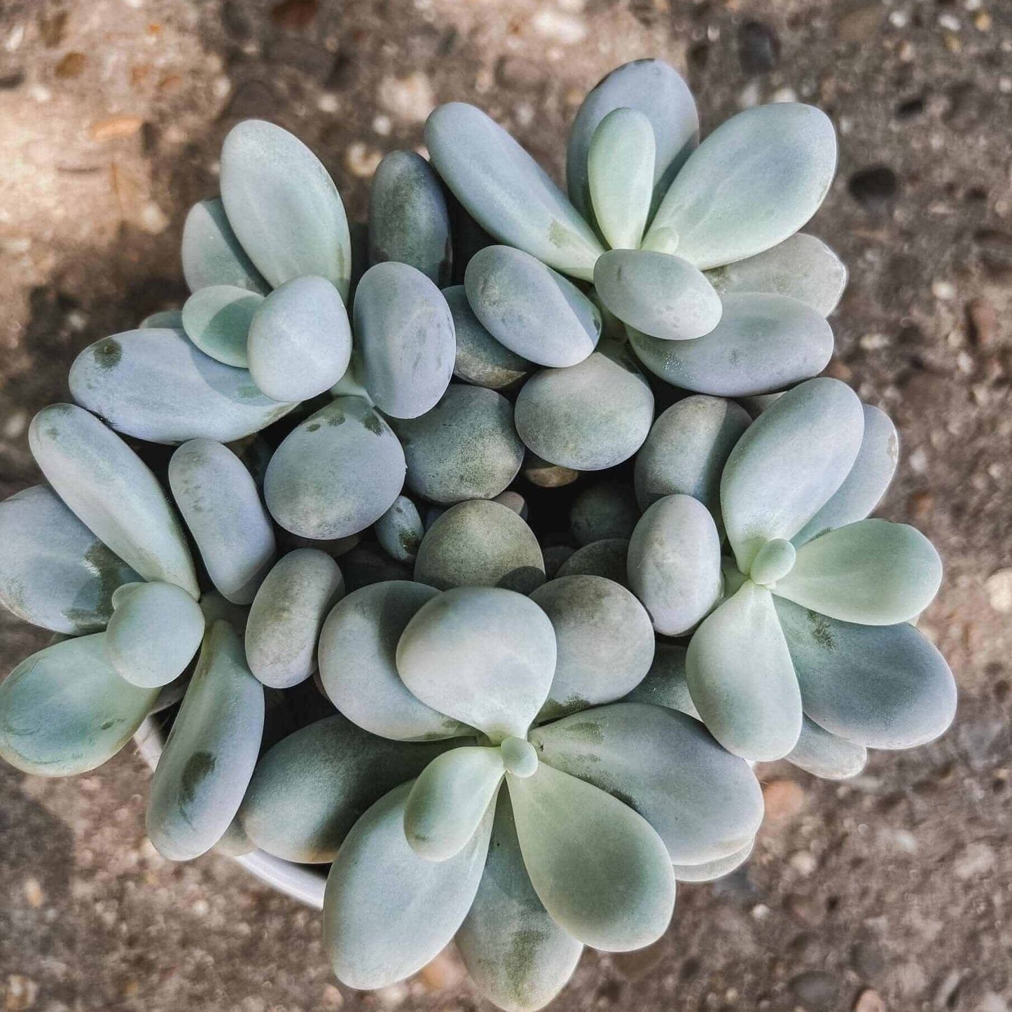 Desiree FlowerShop Home & Garden Planta suculenta PACHYPHYTUM OVIFERUM