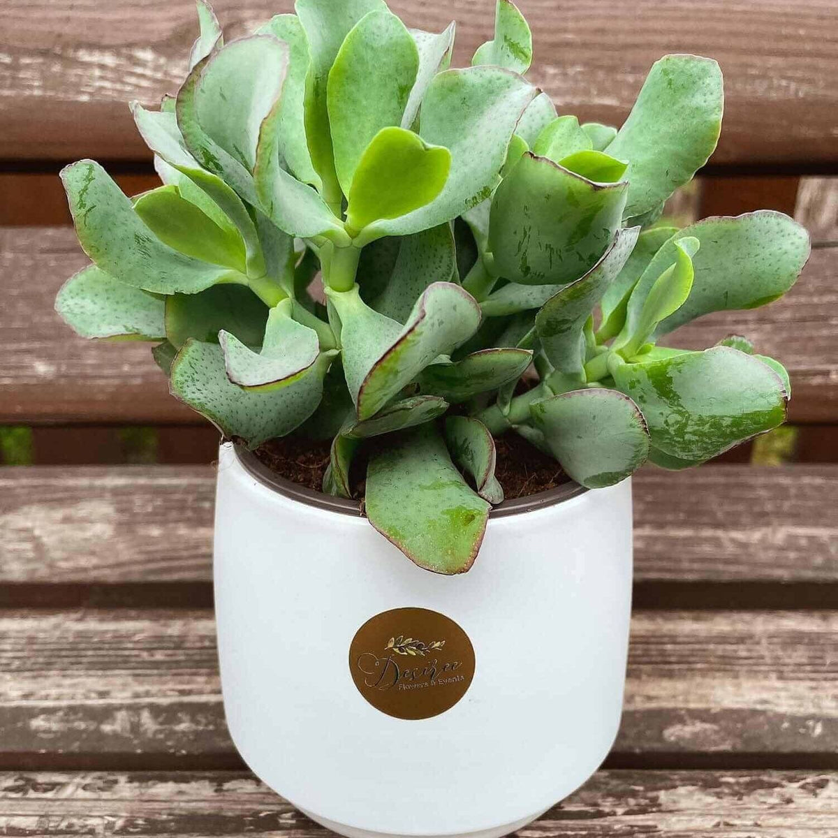 Planta in ghiveci- planta banilor