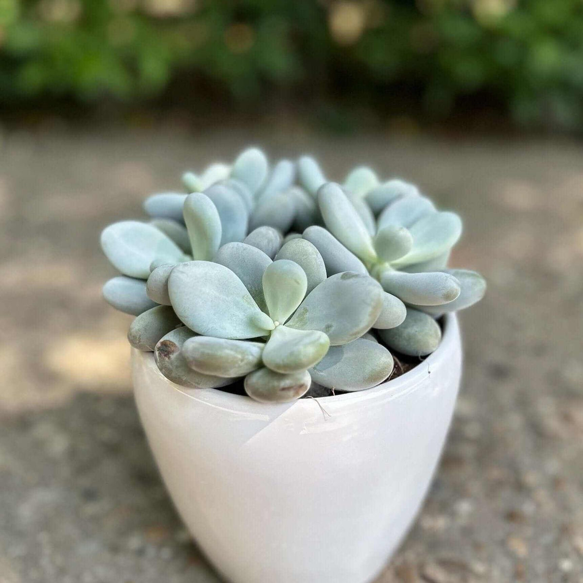 Planta suculenta PACHYPHYTUM OVIFERUM — planta în ghiveci alb