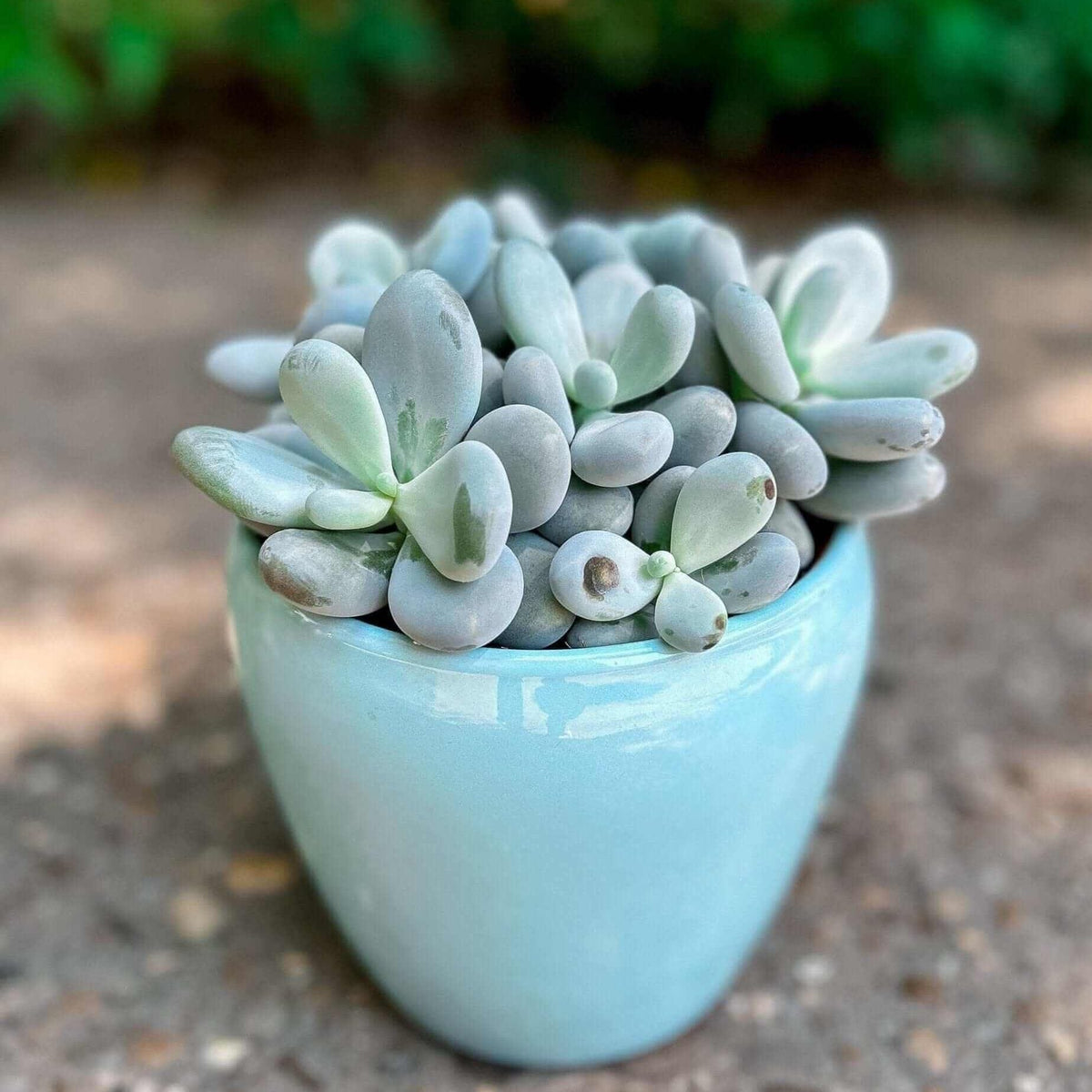 Planta suculenta PACHYPHYTUM OVIFERUM — planta în ghiveci turcoaz