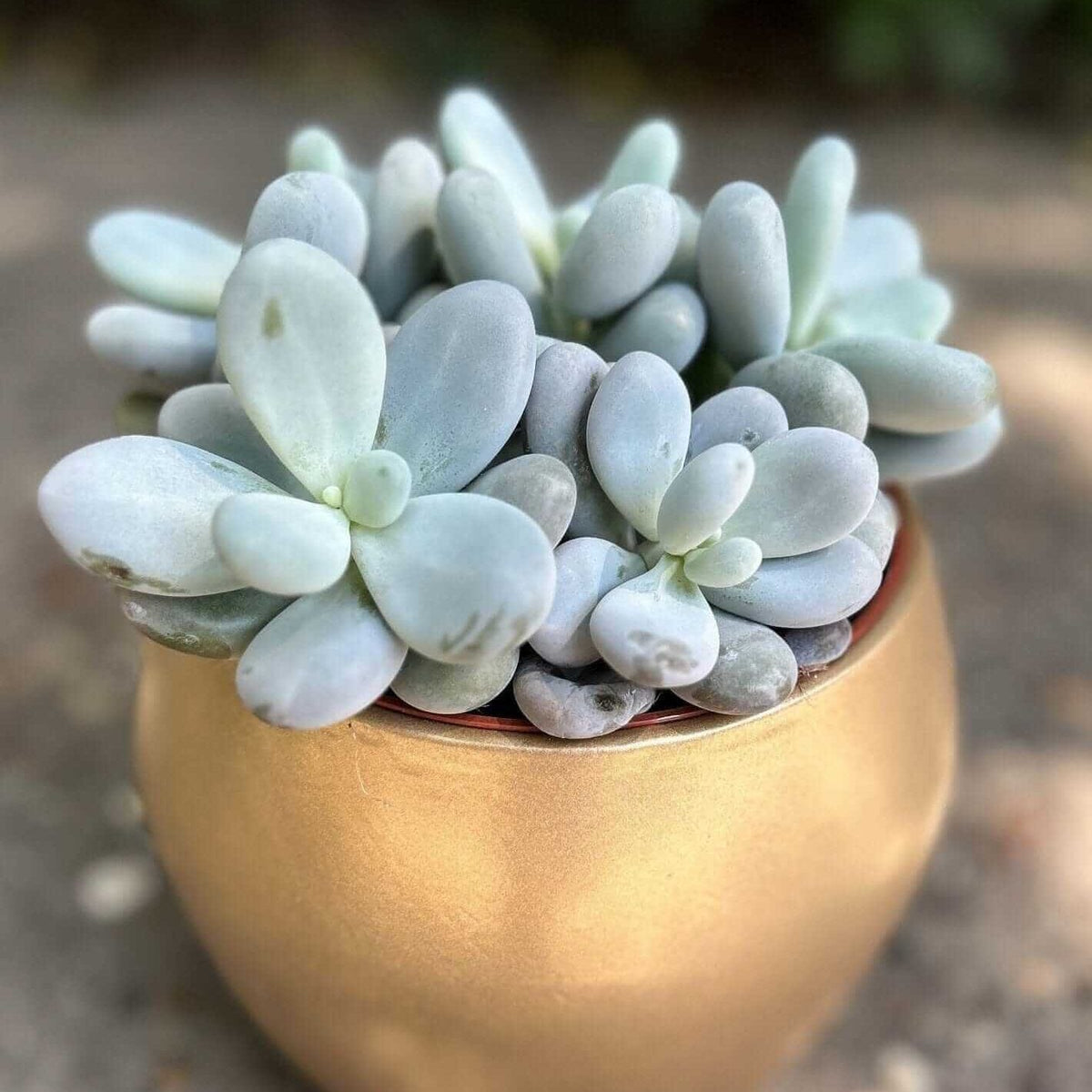 Planta suculenta PACHYPHYTUM OVIFERUM — planta în ghiveci auriu