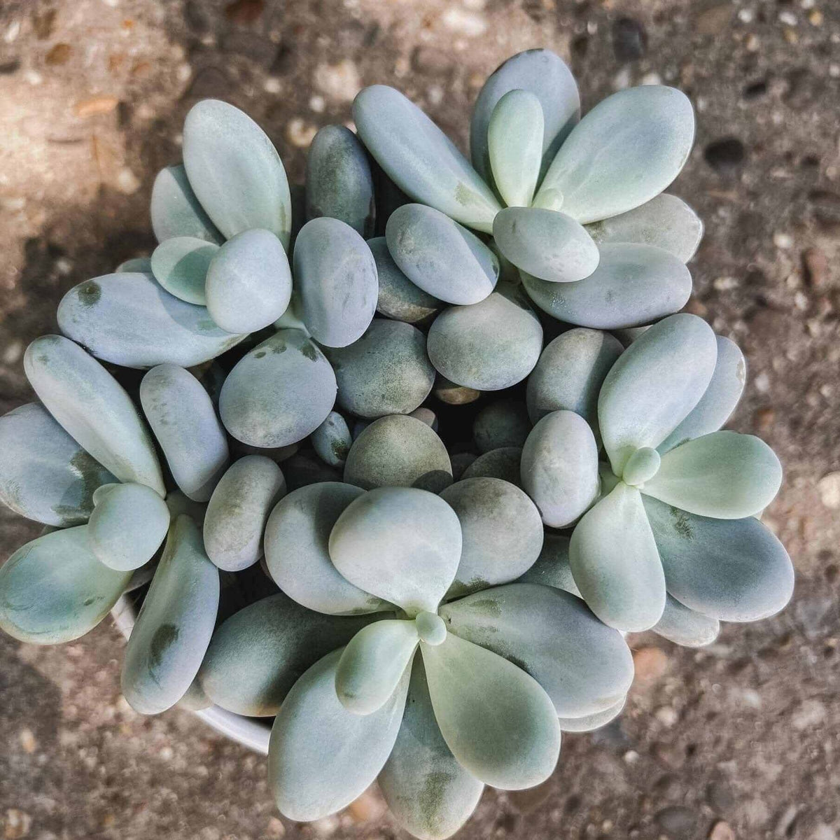 Planta suculenta PACHYPHYTUM OVIFERUM — planta văzută de sus